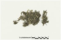 藏品(變異多摺蘚)的圖片